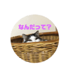 保護猫(犬)（個別スタンプ：6）
