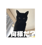 保護猫(犬)（個別スタンプ：7）