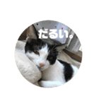 保護猫(犬)（個別スタンプ：8）