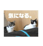 保護猫(犬)（個別スタンプ：10）