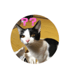 保護猫(犬)（個別スタンプ：11）