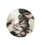 保護猫(犬)（個別スタンプ：12）