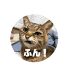 保護猫(犬)（個別スタンプ：13）