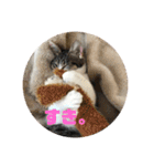 保護猫(犬)（個別スタンプ：14）