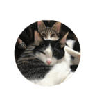 保護猫(犬)（個別スタンプ：15）