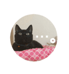 保護猫(犬)（個別スタンプ：16）