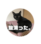 保護猫(犬)（個別スタンプ：17）