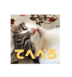 保護猫(犬)（個別スタンプ：18）
