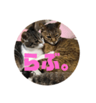 保護猫(犬)（個別スタンプ：19）