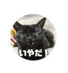 保護猫(犬)（個別スタンプ：21）