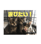 保護猫(犬)（個別スタンプ：22）