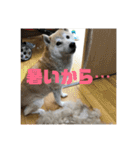 保護猫(犬)（個別スタンプ：23）