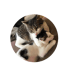保護猫(犬)（個別スタンプ：24）