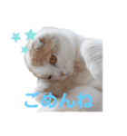 ねこちゃんメッセージスタンプ2（個別スタンプ：2）
