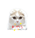 ねこちゃんメッセージスタンプ2（個別スタンプ：3）