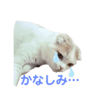 ねこちゃんメッセージスタンプ2（個別スタンプ：4）