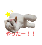 ねこちゃんメッセージスタンプ2（個別スタンプ：5）