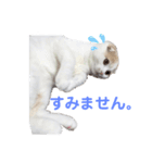 ねこちゃんメッセージスタンプ2（個別スタンプ：6）