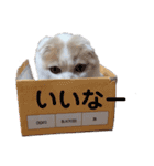 ねこちゃんメッセージスタンプ2（個別スタンプ：7）