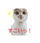 ねこちゃんメッセージスタンプ2（個別スタンプ：8）