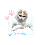 ねこちゃんメッセージスタンプ2（個別スタンプ：9）
