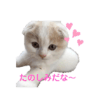 ねこちゃんメッセージスタンプ2（個別スタンプ：10）