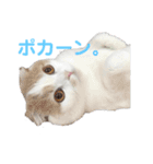 ねこちゃんメッセージスタンプ2（個別スタンプ：11）