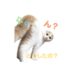 ねこちゃんメッセージスタンプ2（個別スタンプ：13）