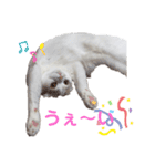 ねこちゃんメッセージスタンプ2（個別スタンプ：14）