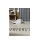 可愛い桃ちゃんスタンプ❤️❤️（個別スタンプ：5）