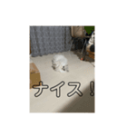 可愛い桃ちゃんスタンプ❤️❤️（個別スタンプ：12）