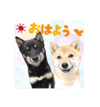 くろあずコンビ日常生活スタンプ（個別スタンプ：4）