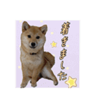 くろあずコンビ日常生活スタンプ（個別スタンプ：13）