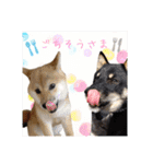 くろあずコンビ日常生活スタンプ（個別スタンプ：26）