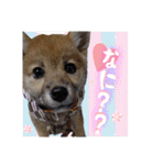 くろあずコンビ日常生活スタンプ（個別スタンプ：27）