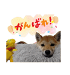 くろあずコンビ日常生活スタンプ（個別スタンプ：39）
