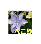 花と簡単なことば（個別スタンプ：6）