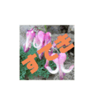 花と簡単なことば（個別スタンプ：9）
