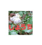 花と簡単なことば（個別スタンプ：12）