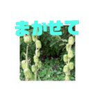 花と簡単なことば（個別スタンプ：15）