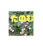 花と簡単なことば（個別スタンプ：16）