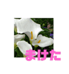 花と簡単なことば（個別スタンプ：30）