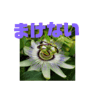 花と簡単なことば（個別スタンプ：31）