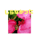 花と簡単なことば（個別スタンプ：35）