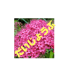 花と簡単なことば（個別スタンプ：40）