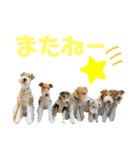 ぼろたんのおともだち グンマーズ（個別スタンプ：3）
