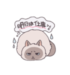ふわツヤねこ（個別スタンプ：16）
