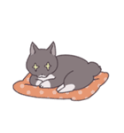 ふわツヤねこ（個別スタンプ：24）