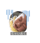 バルサミコ 0歳日記（個別スタンプ：6）