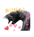 クロネコのルークくんpart2（個別スタンプ：15）